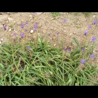 Muscari a toupet, Poireau roux, Ail a toupet, Muscari comosum (fam Liliacees) (Europe) (1)